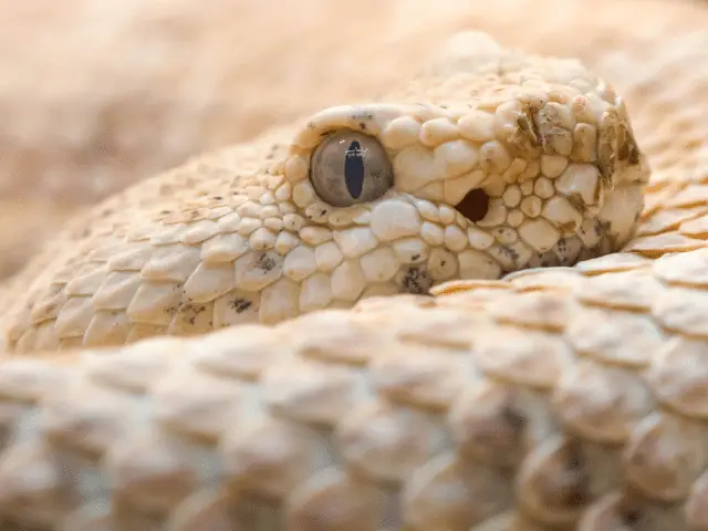 Close Up of Rattlesnake