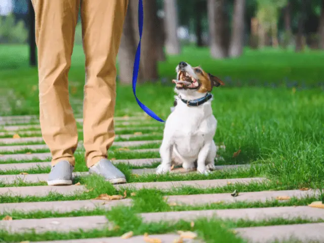 Dog on Leash