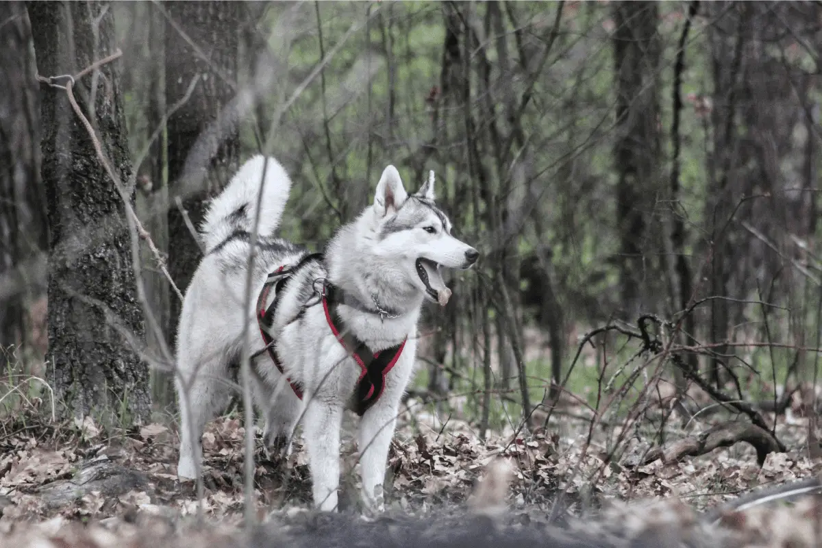 Hiking with a Siberian Husky