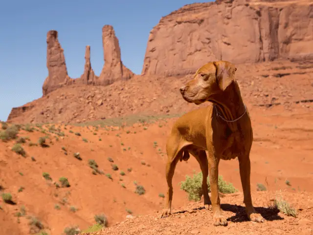 Red Dog in Desert