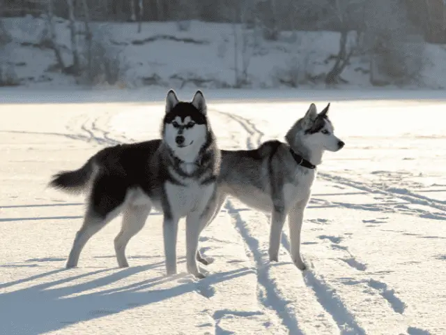 Siberian Huskies in the Snow