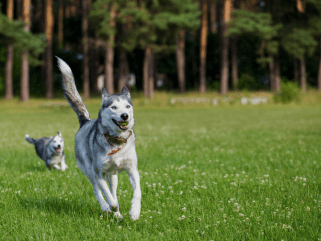 Siberian Husky Running with Ball in Mouth