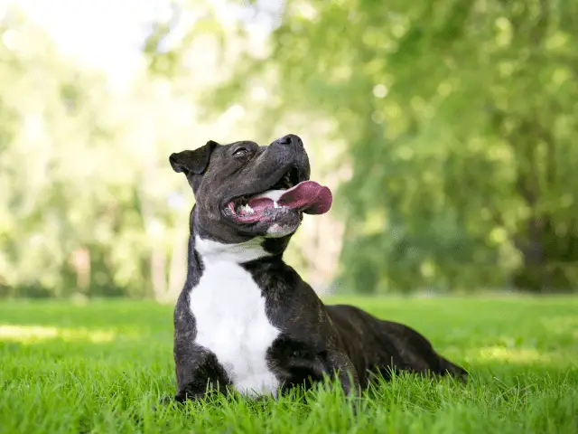 Dog Laying in Grass Panting