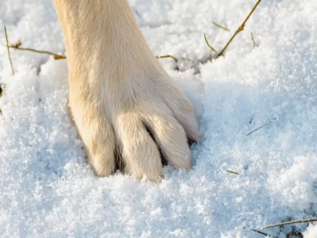 Dog Paw in Snow