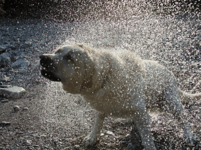 Dog Shaking off Water from Rain