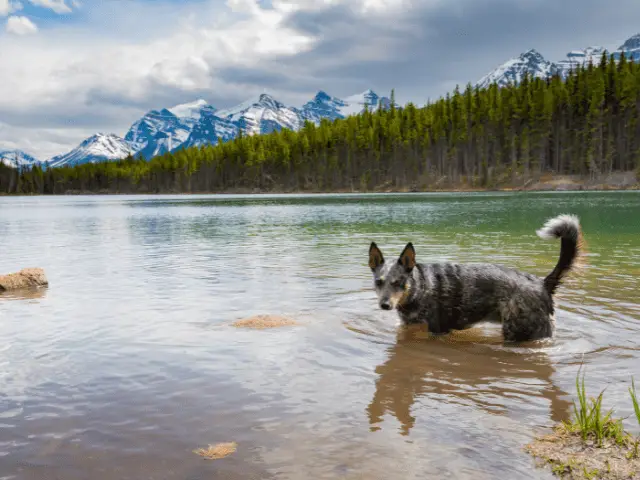 Dog Standing in Lake on Hot Day