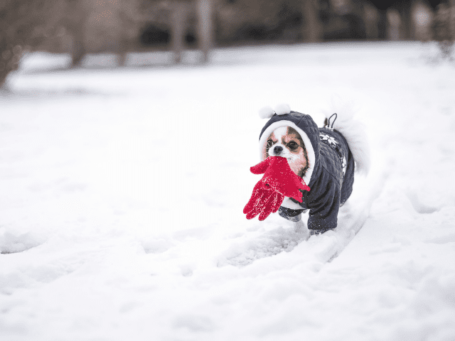 Dog Wearing Winter Jacket in Snow