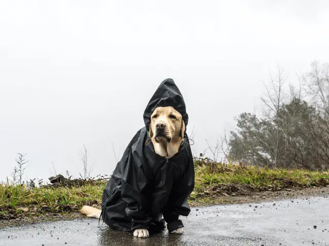 Dog Wearing a Rain Jacket