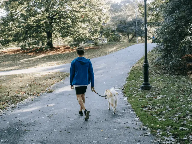 Walking Dog Through Park