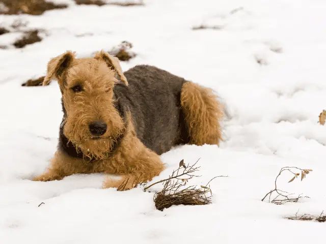 Airedale Terrier in the Snow