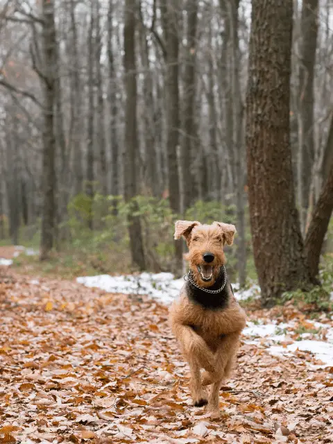 Airedale Terrier running on a Leafy Trail