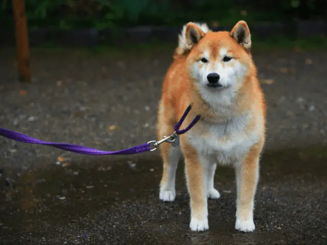 Akita Walking on a Leash