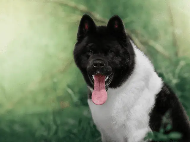 American Akita