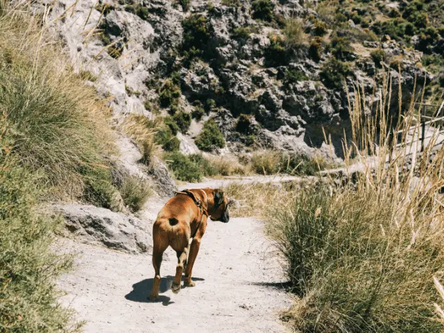 Boxer Hiking Along a Mountain Trail