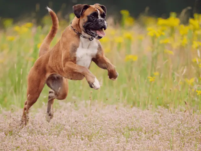 Boxer Jumping Through a Field
