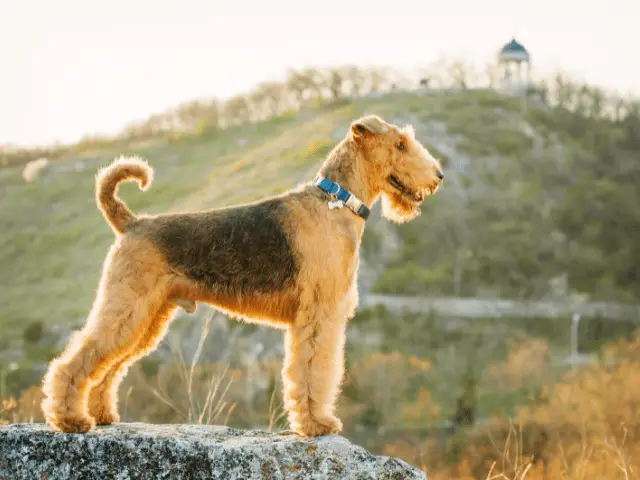Elevation Hiking with a Airedale Terrier