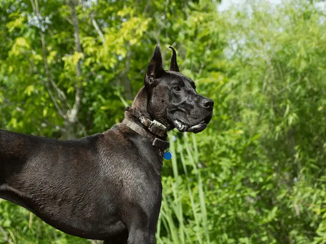 Great Dane Outside in the Forest