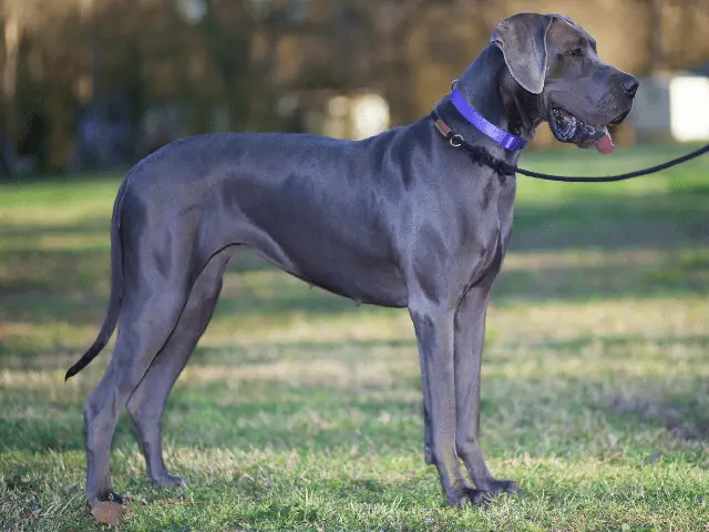 Great Dane Standing on Hiking Trail