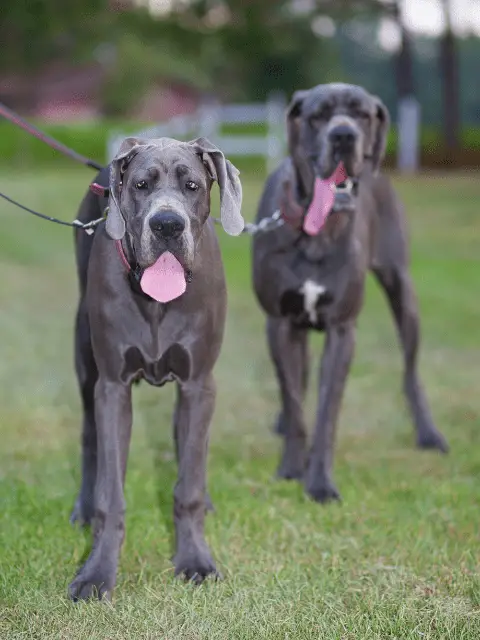Great Danes on Leashes