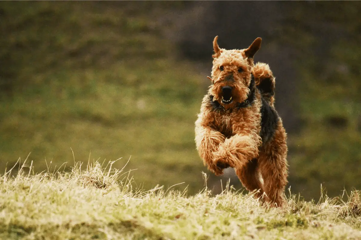 Hiking Guide for Airedale Terrier