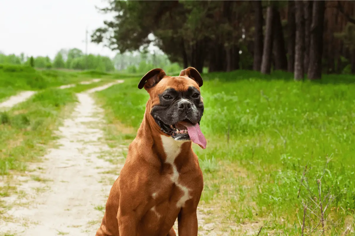 Hiking with a Boxer