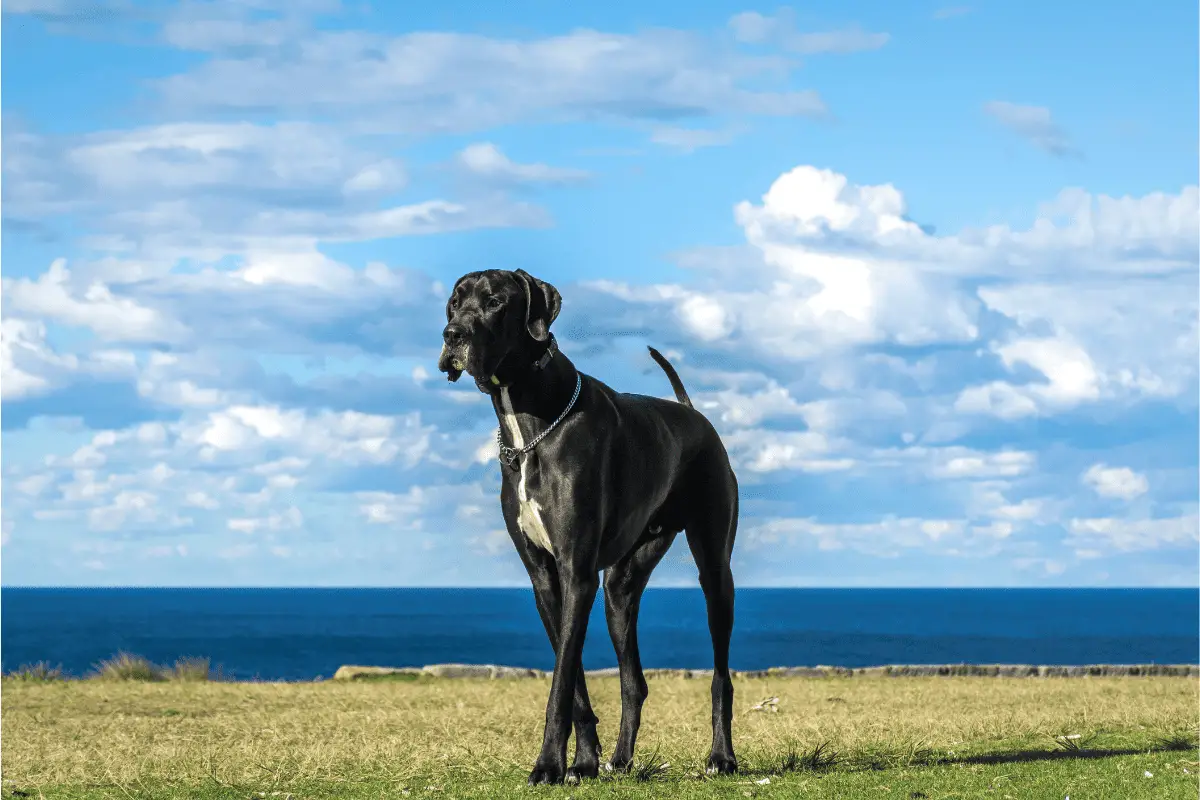 Hiking with a Great Dane (1)