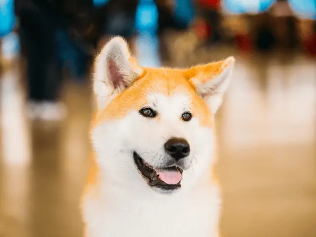 Japanese Akita