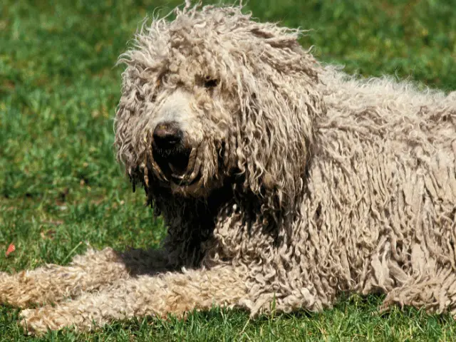 Komondor Close Up