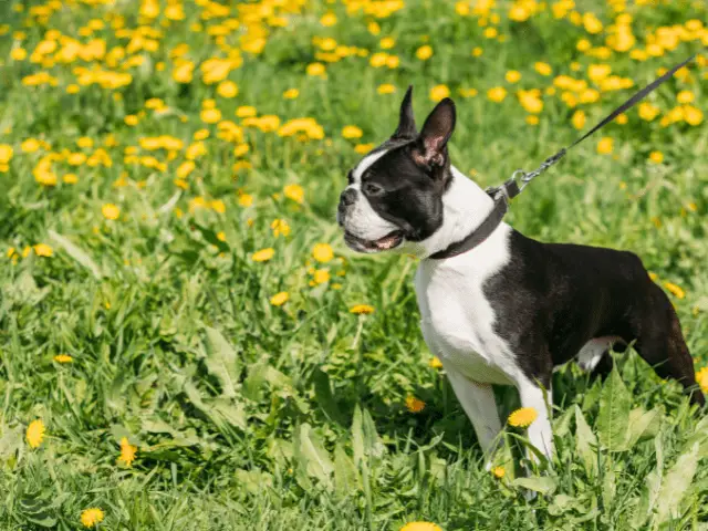 Boston Terrier On a Leash