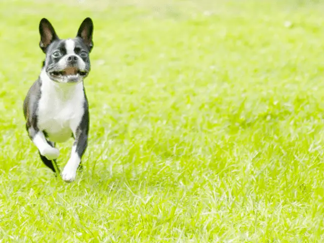 Boston Terrier Running Through Grass