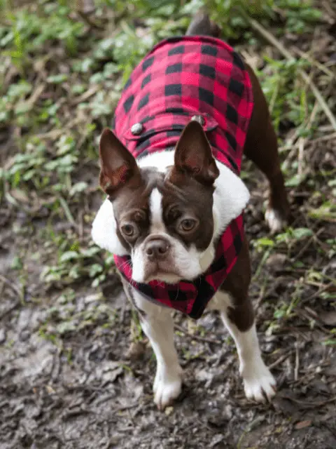 Boston Terrier Wearing a Coat