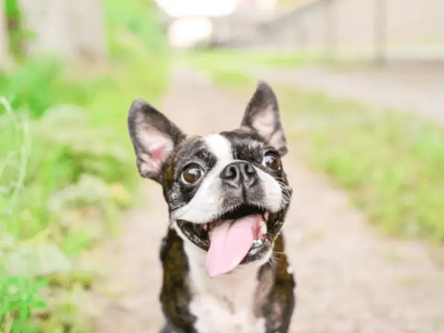 Close Up of Boston Terrier
