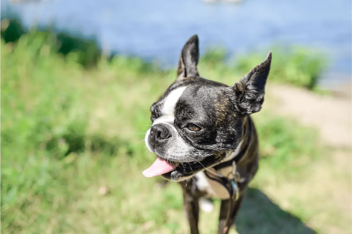 Hiking with a Boston Terrier (1)