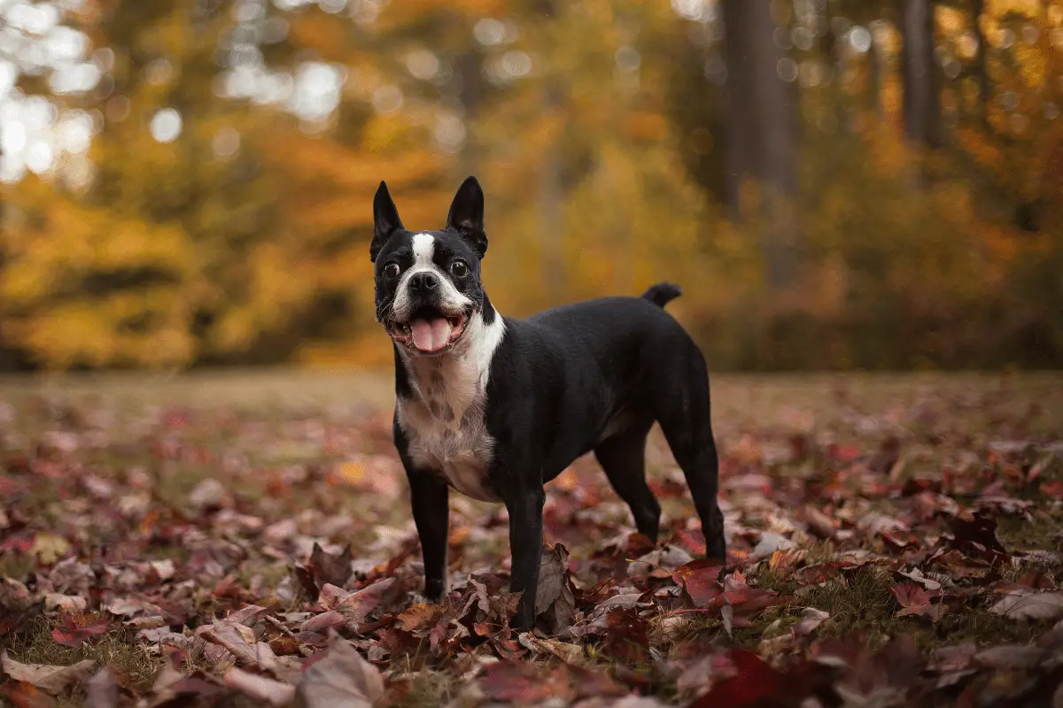 Hiking with a Boston Terrier