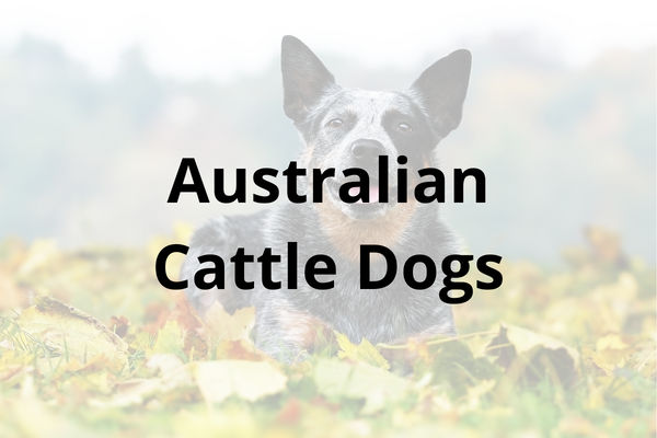 Australian Cattle Dogs Cover