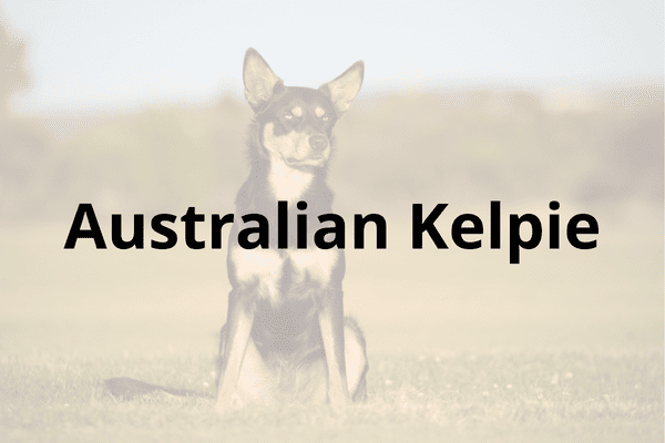 Australian Kelpie Cover