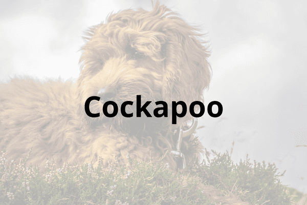 Cockapoo Cover