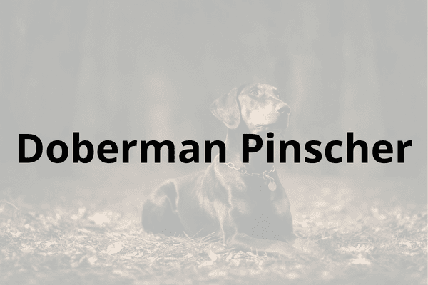 Doberman Pinscher Cover