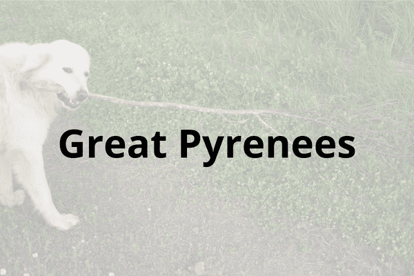 Great Pyrenees Cover