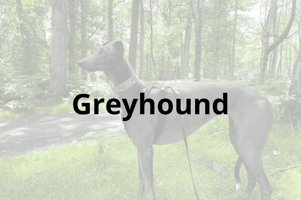 Greyhound Cover