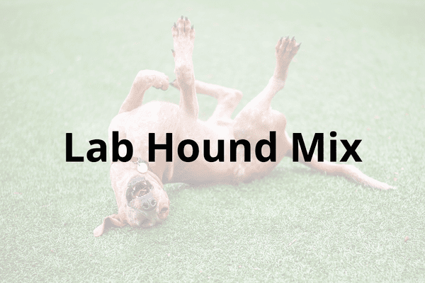 Lab Hound Mix Cover 2