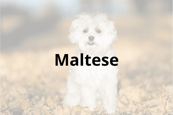 Maltese Cover