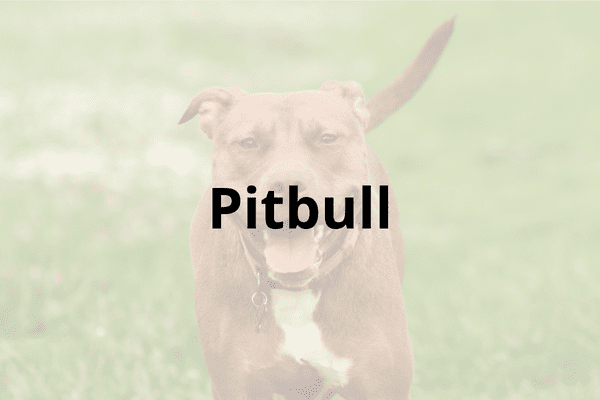 Pitbull Cover